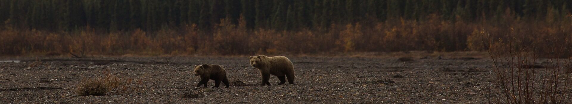 Wilderness & Bear Awareness