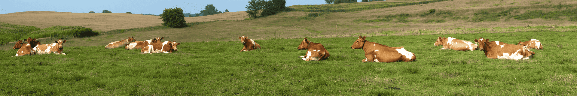 Dairy Workers: Chemical Safety