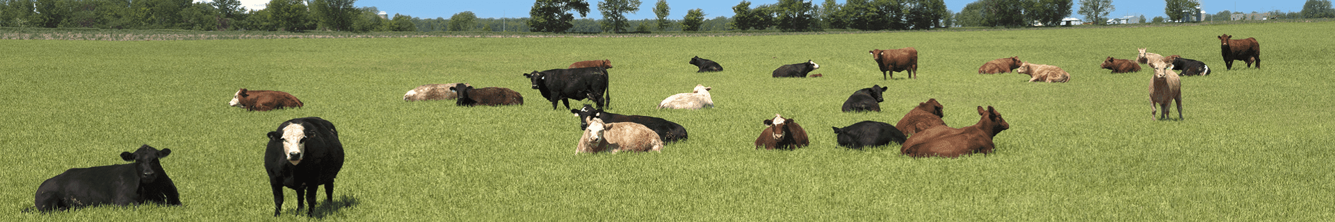 Dairy Workers: Milking and Chores Safety