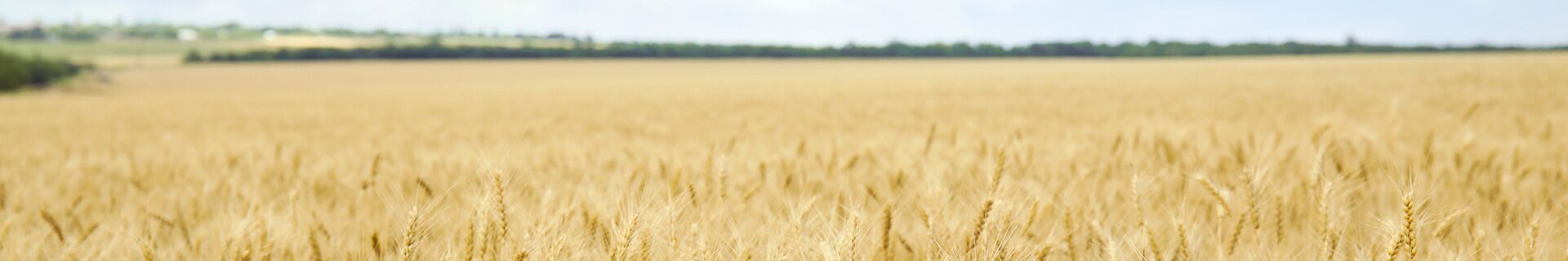 Introduction to Grain Handling and Storage Hazards