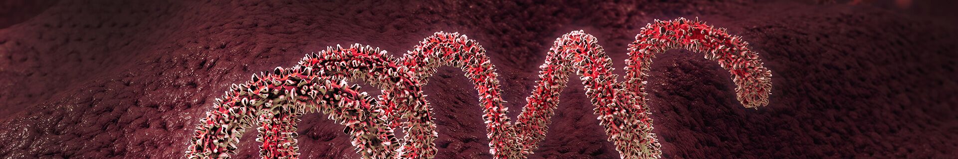 Pathogènes à diffusion hématogène (BBP)