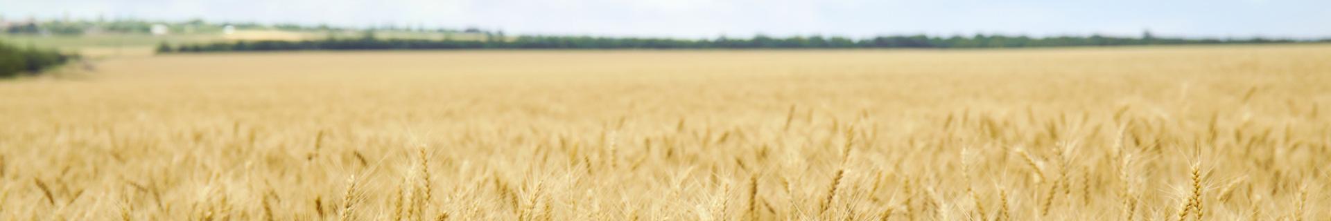 ACSA Introduction aux dangers de la manutention et du stockage des grains