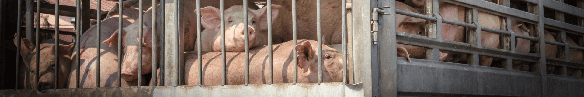 Transporting Livestock-