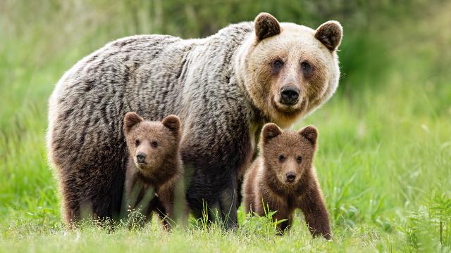Bear Awareness
