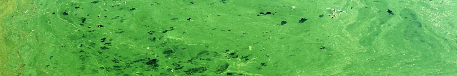 Prévention de la pollution des eaux pluviales (US)